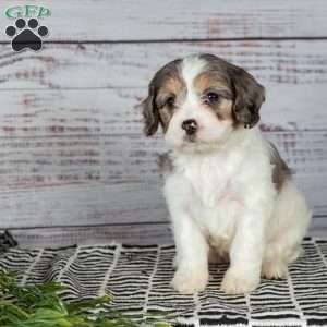 Eva, Cavapoo Puppy